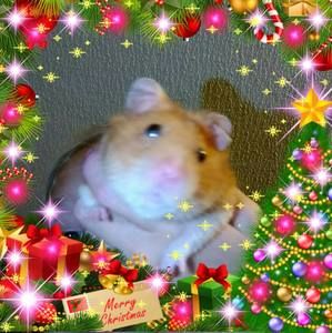 Meet your Posher, Raven